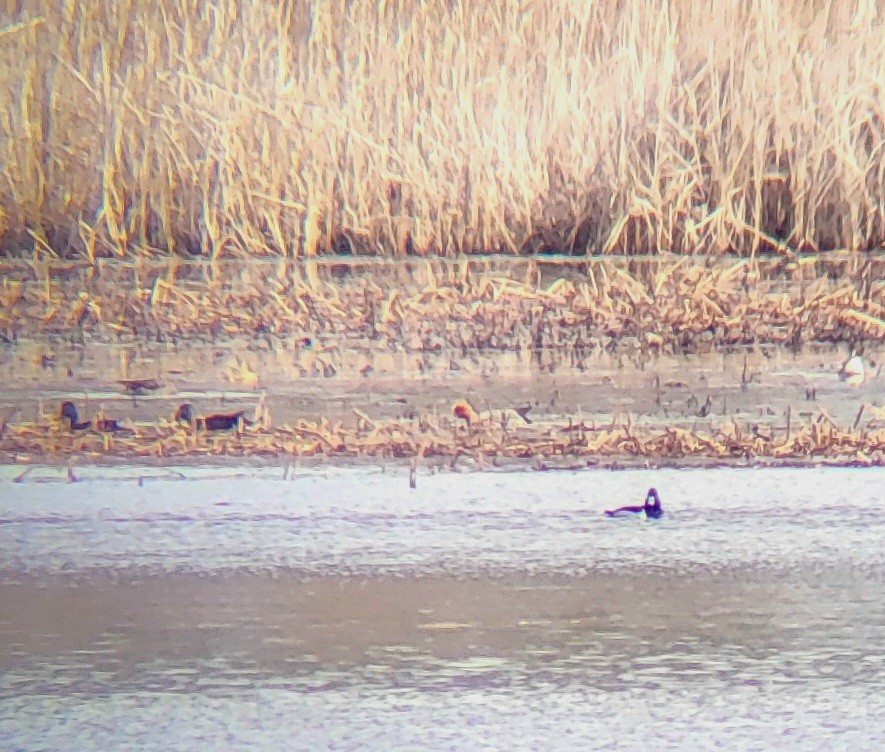 Eurasian Wigeon - ML616990543