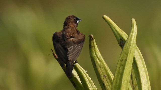 White-rumped Munia - ML616990556