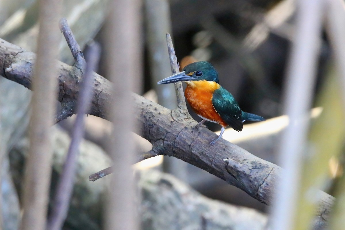 American Pygmy Kingfisher - ML616990557