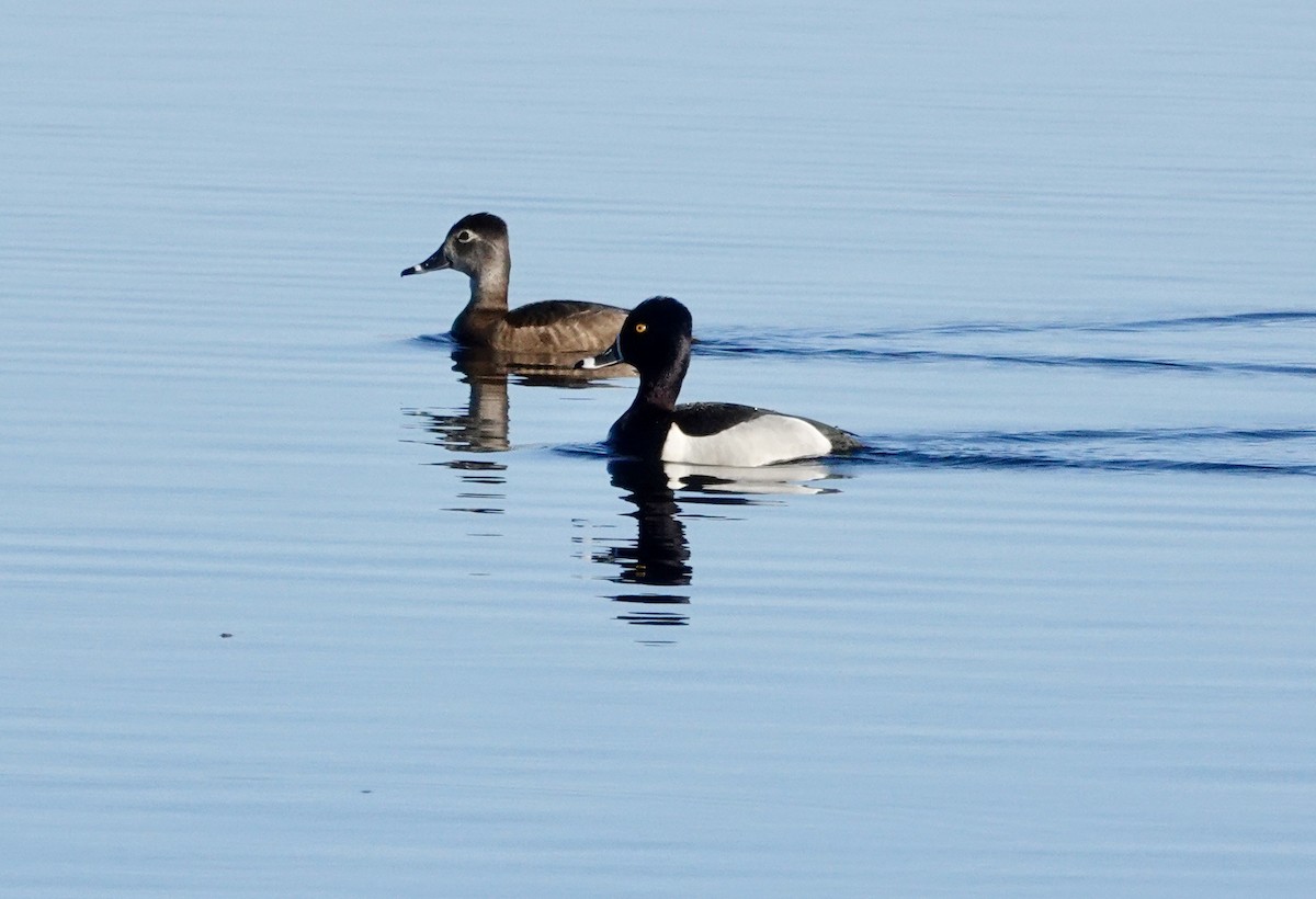 Ring-necked Duck - ML616990607