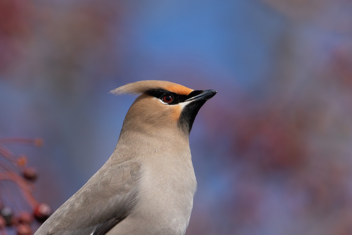 Шивэр энхэт бялзуухай - ML616990609