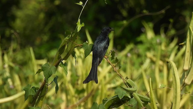 Fork-tailed Drongo-Cuckoo - ML616990673