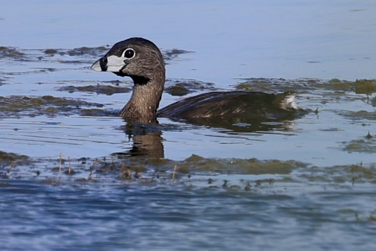 Pied-billed Grebe - ML616990713