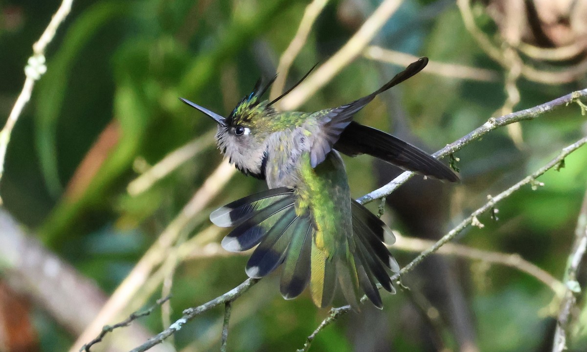 kolibřík paraguayský - ML616990747