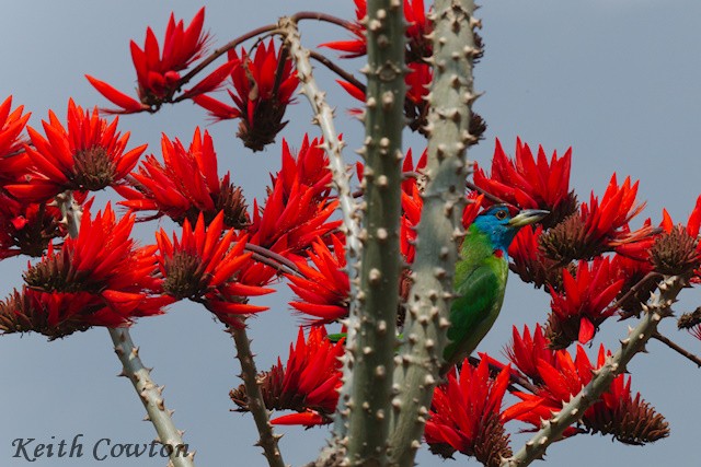 Blue-throated Barbet - Keith Cowton