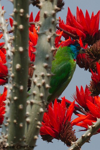 Blue-throated Barbet - Keith Cowton