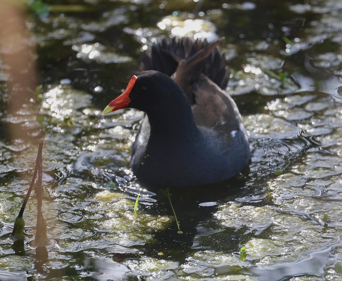 Common Gallinule - Dean Silvers