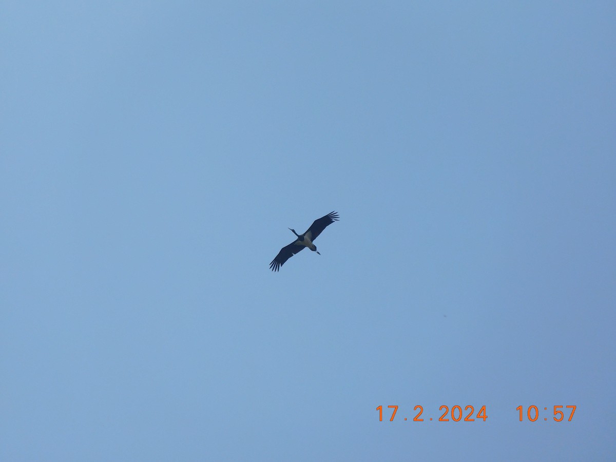 Black Stork - ML616990800