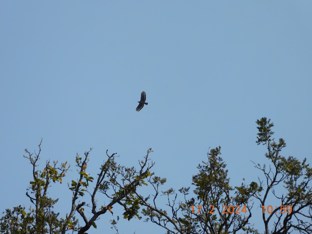 Crested Serpent-Eagle - ML616990817