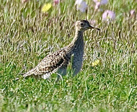 Upland Sandpiper - ML616990829