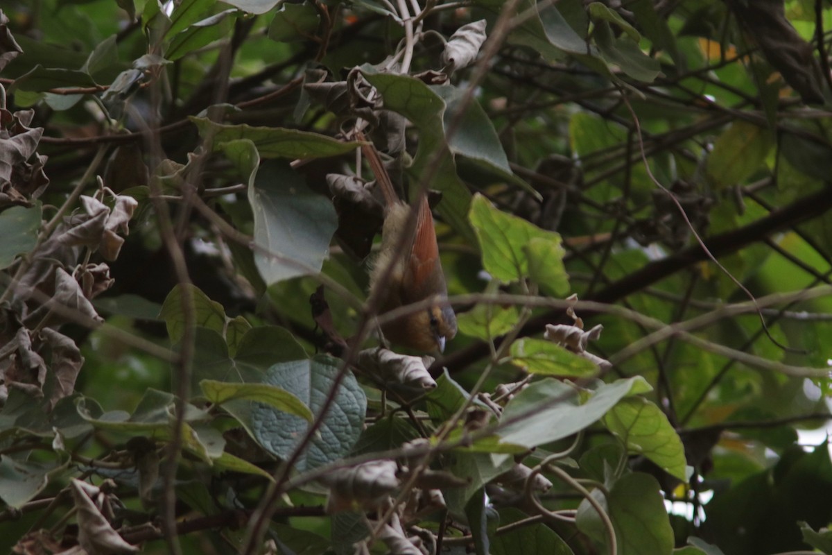 Buff-fronted Foliage-gleaner - ML616990874