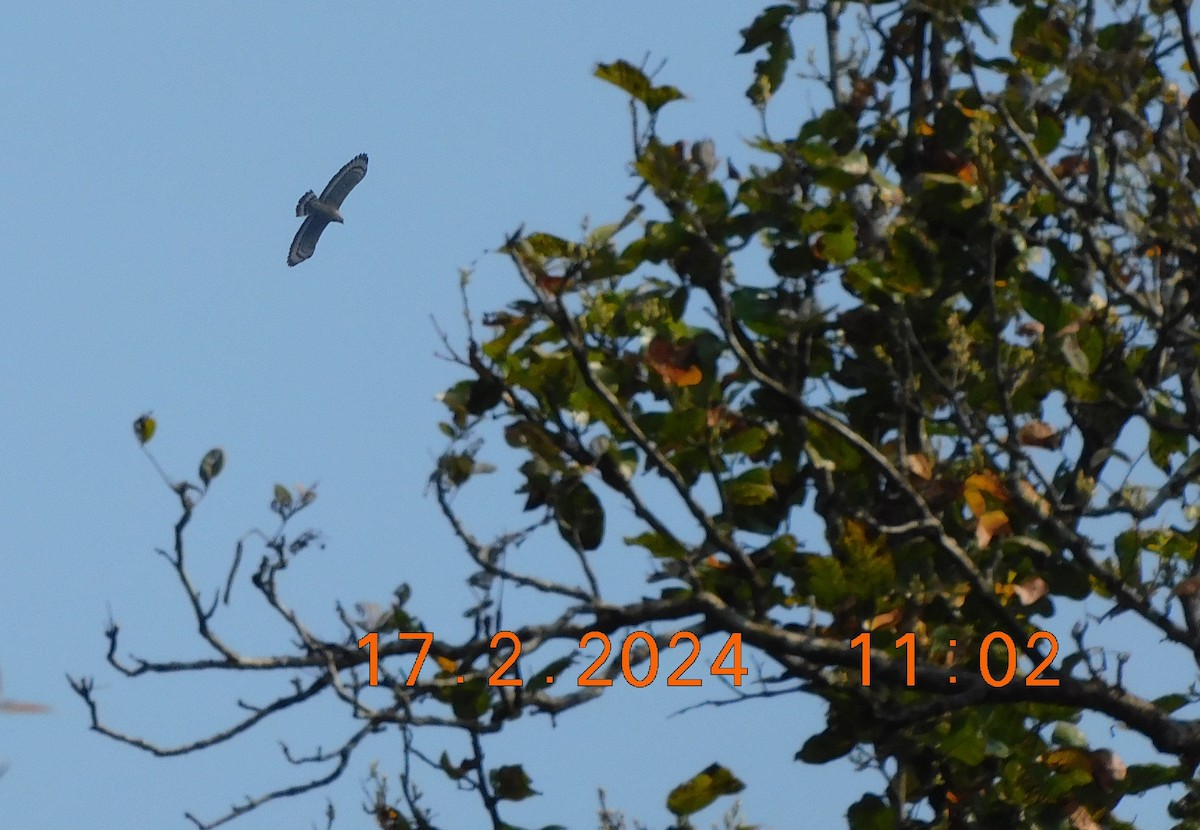 Crested Serpent-Eagle - ML616990882