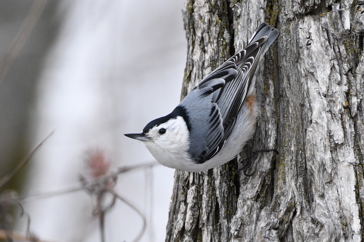 White-breasted Nuthatch - ML616990911