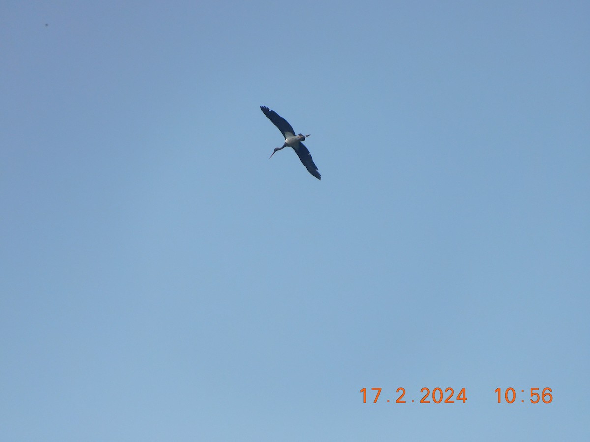 Black Stork - ML616990947