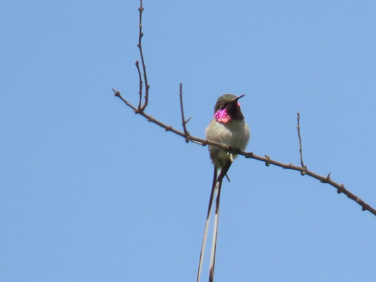 Colibrí Cora - ML616990960