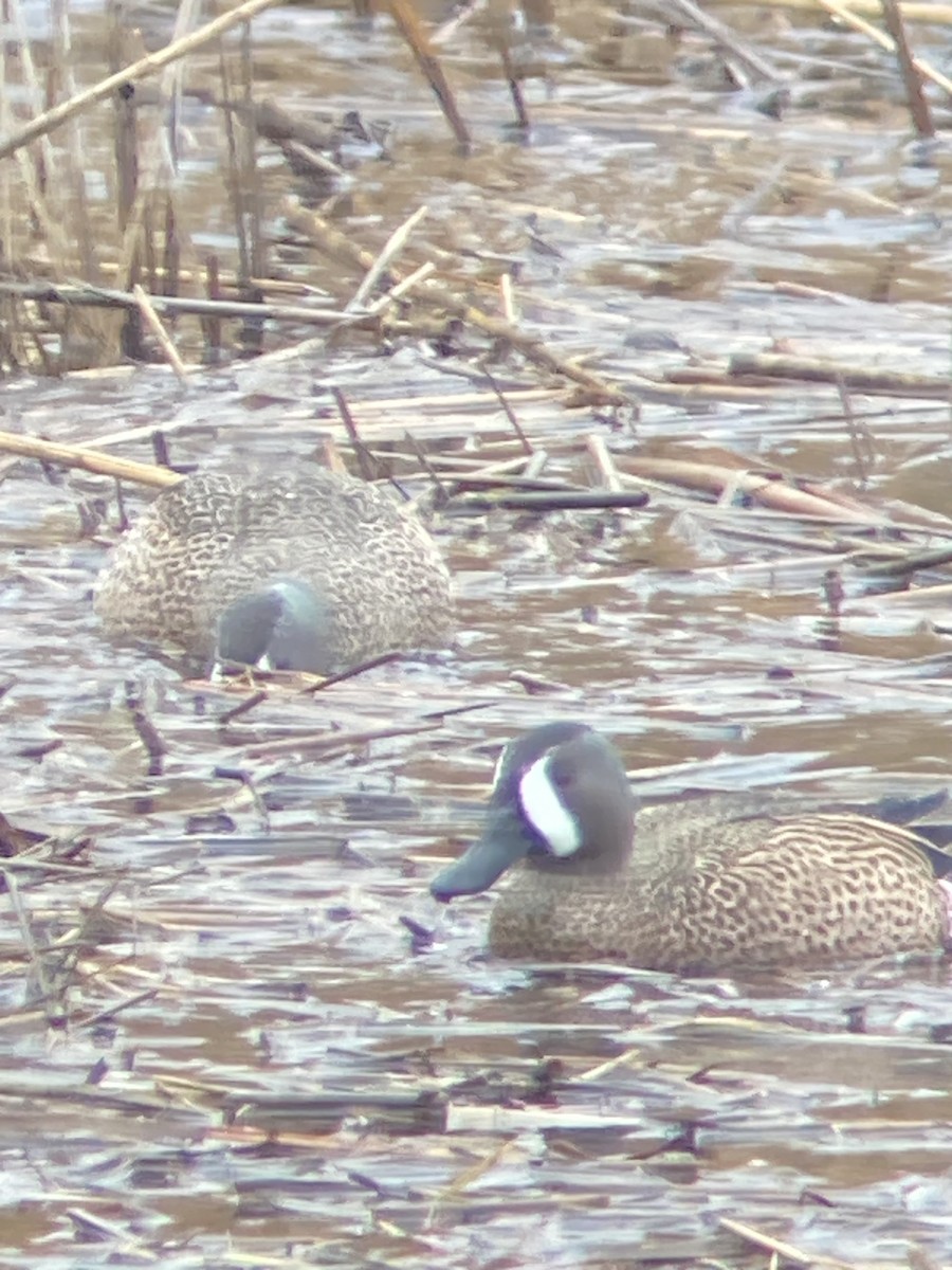 Blue-winged Teal - ML616990981