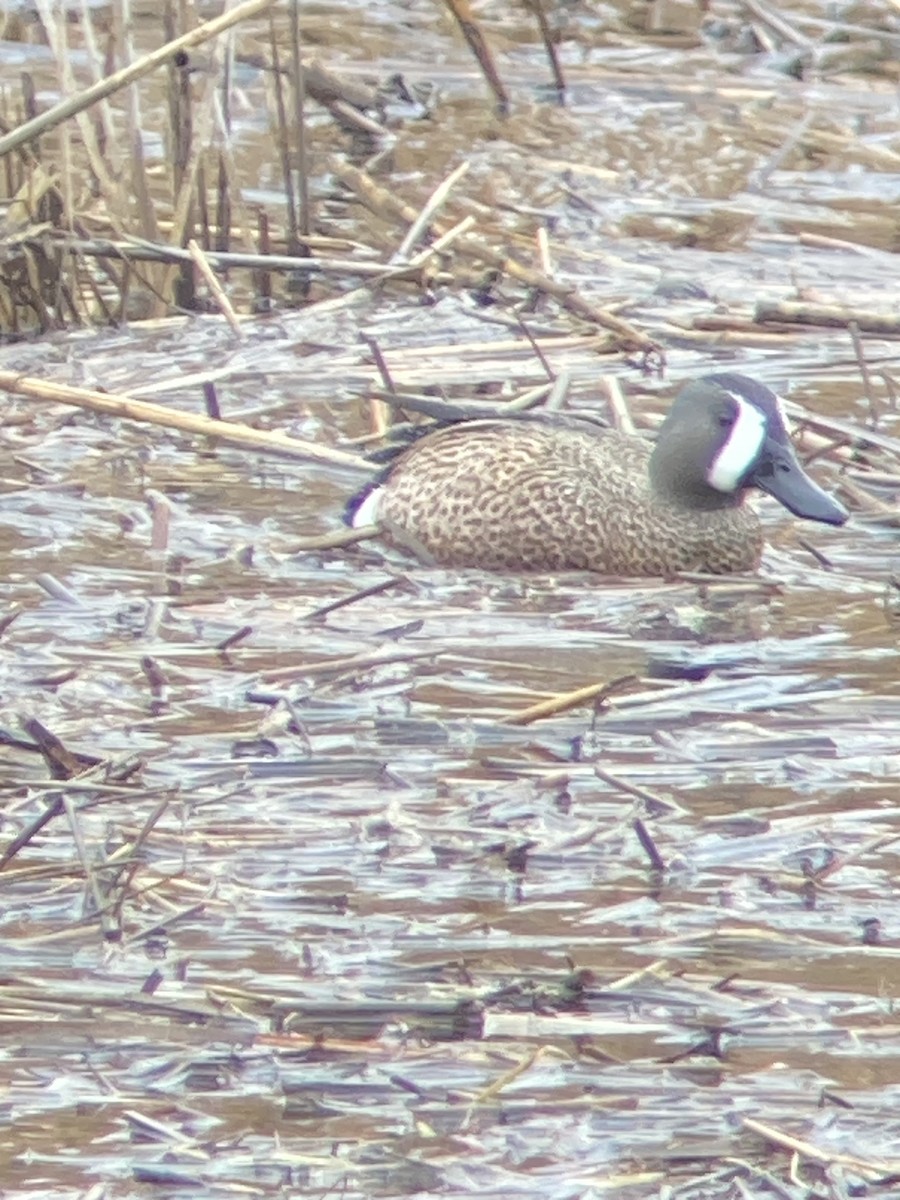 Blue-winged Teal - ML616990982