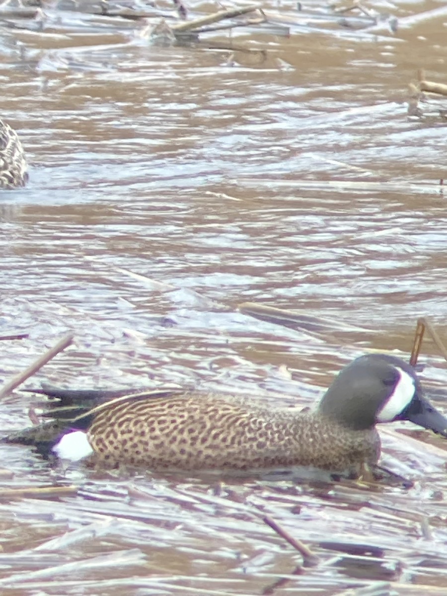Blue-winged Teal - ML616990983