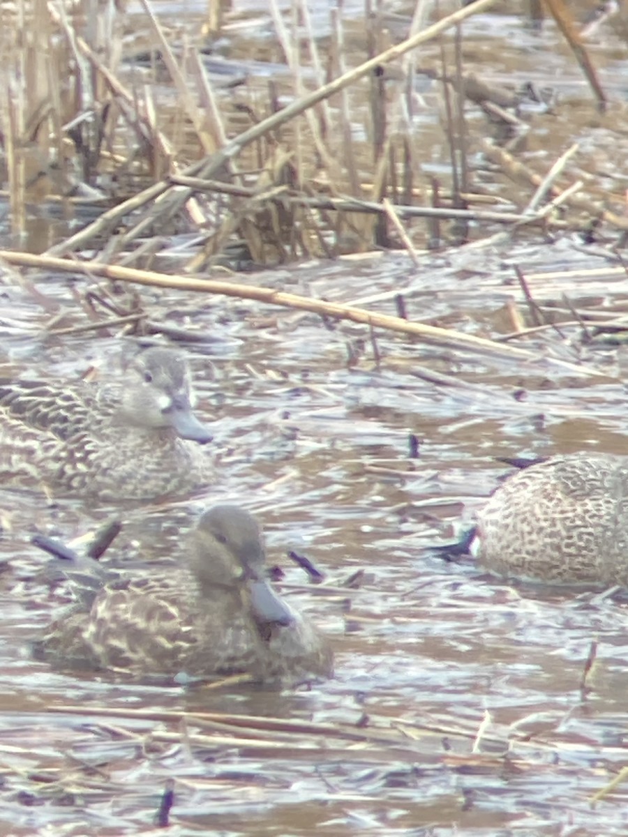 Blue-winged Teal - ML616990984