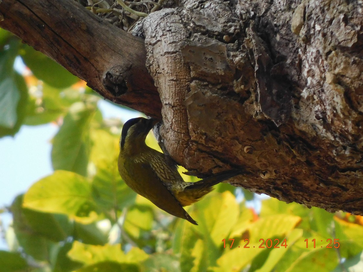 Streak-throated Woodpecker - ML616990988
