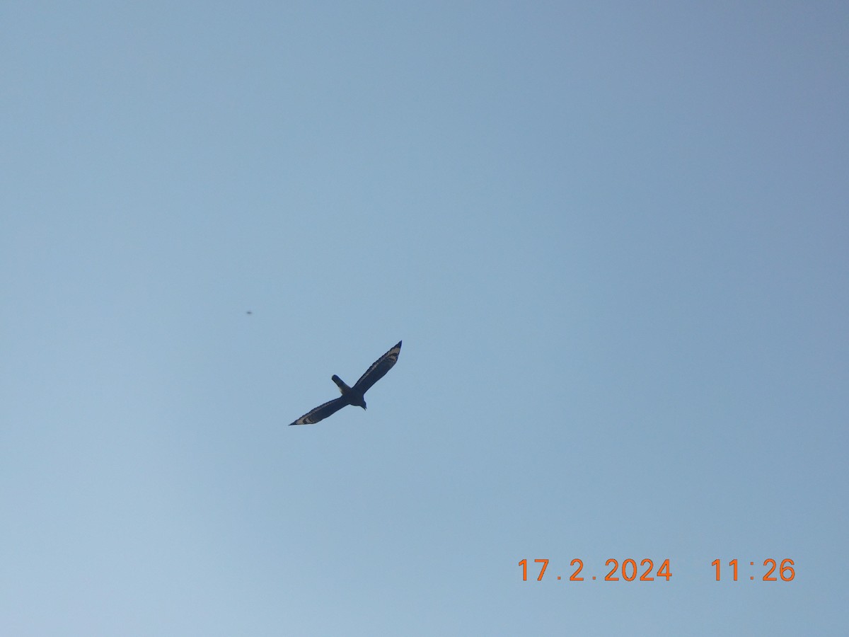 Crested Serpent-Eagle - ML616991005