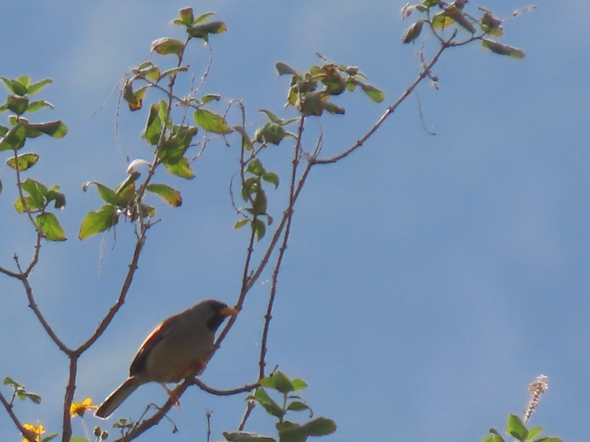 Great Inca-Finch - ML616991006