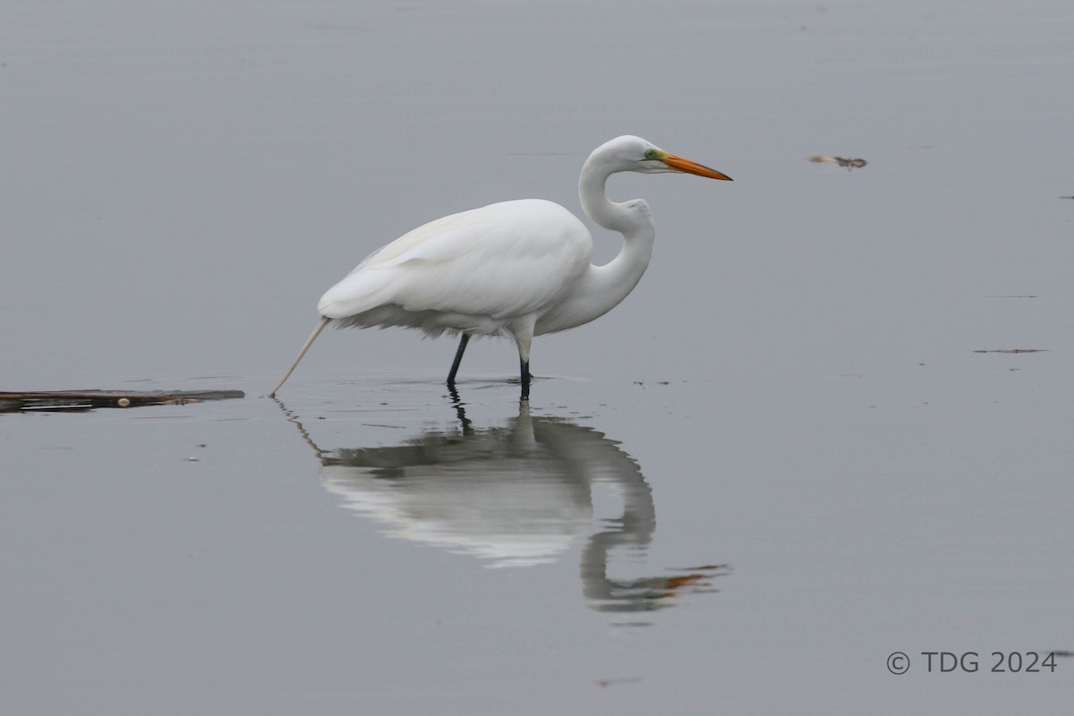 volavka bílá - ML616991042