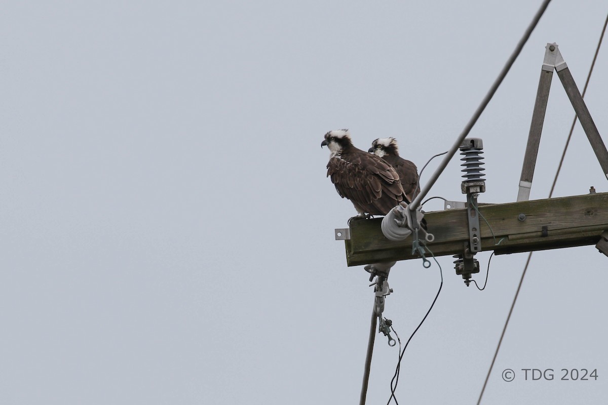 orlovec říční - ML616991060