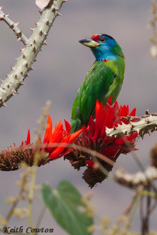 Mavi Boğazlı Barbet (asiaticus) - ML616991076