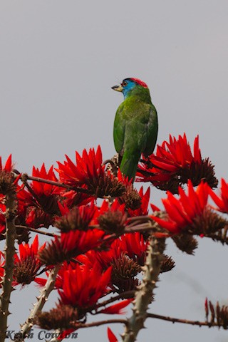 Mavi Boğazlı Barbet (asiaticus) - ML616991093