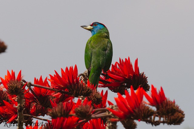 Blue-throated Barbet (Red-crowned) - ML616991094
