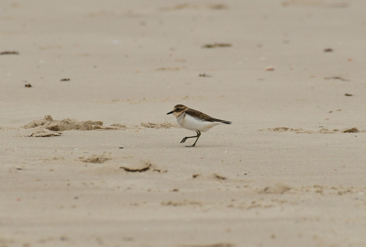 Double-banded Plover - Sabine Decamp