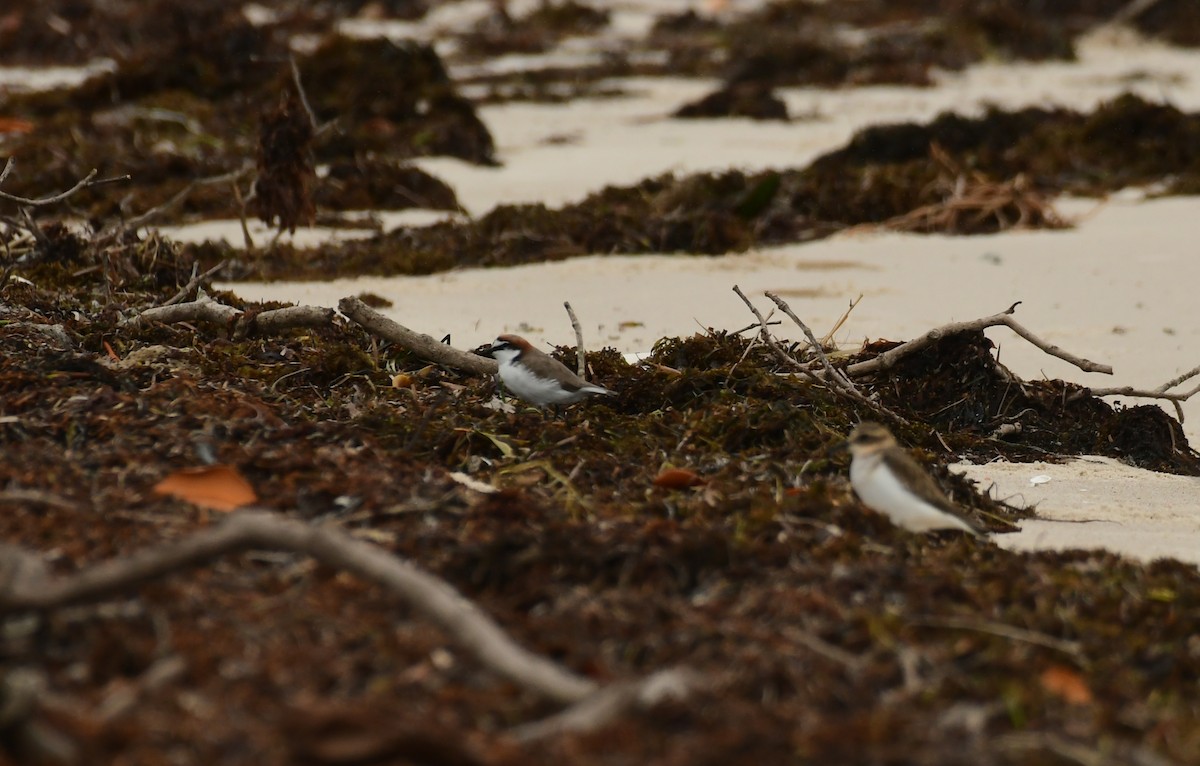 Red-capped Plover - Sabine Decamp