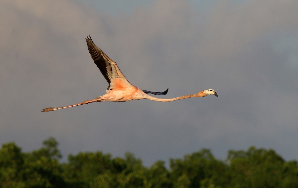 American Flamingo - ML616991128