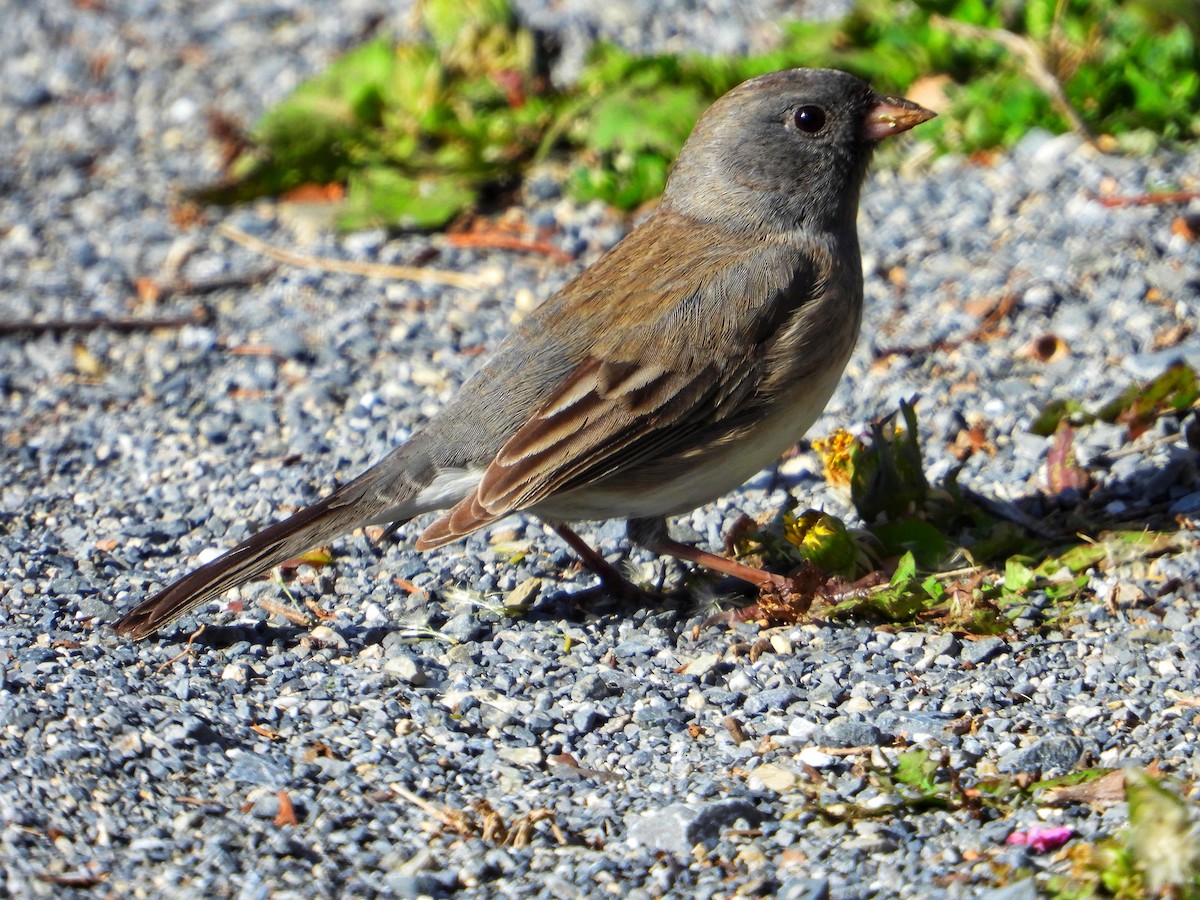 Dark-eyed Junco - ML616991147