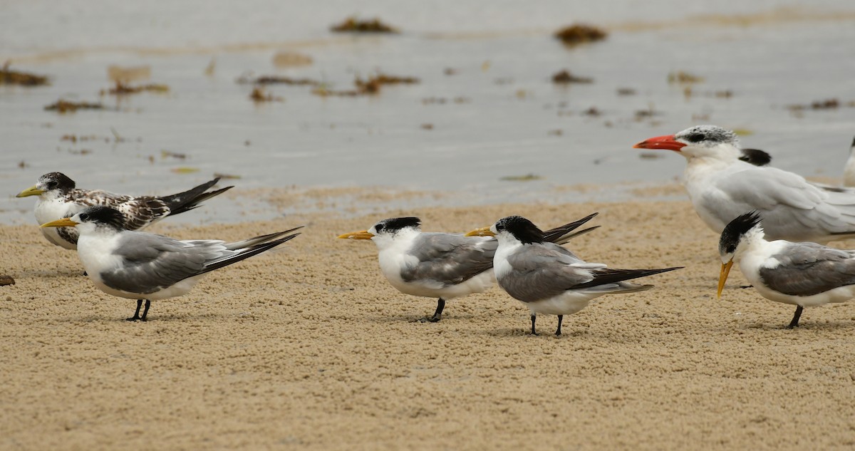 Great Crested Tern - Sabine Decamp