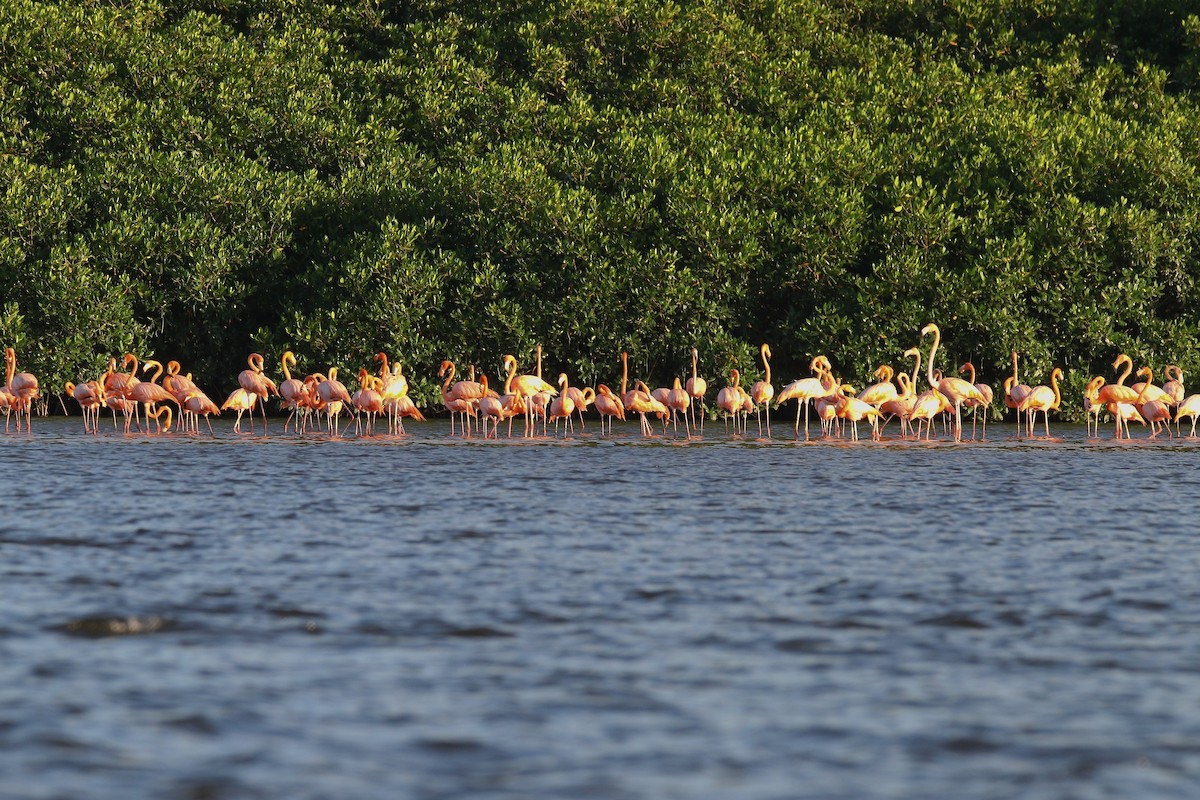 American Flamingo - ML616991157