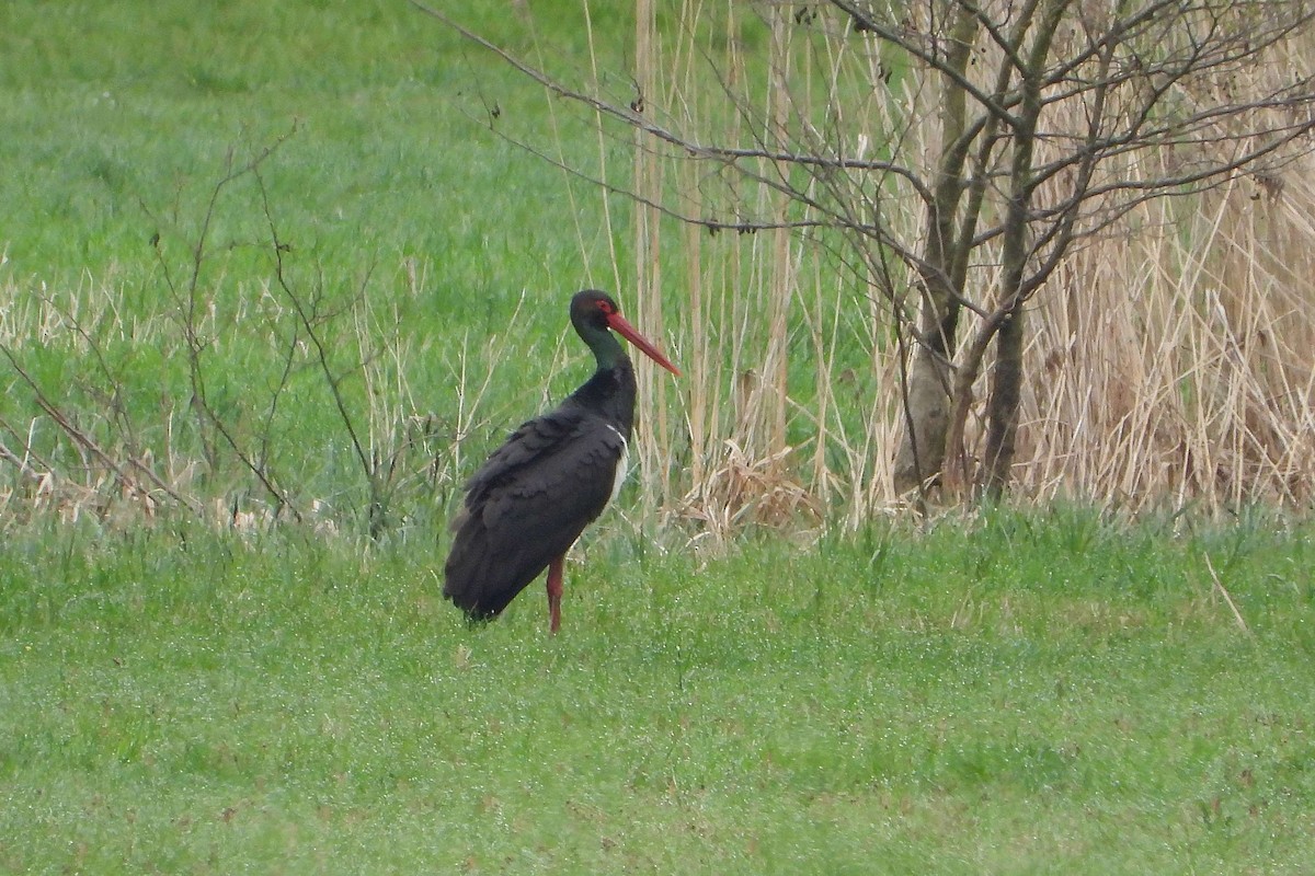 Cigogne noire - ML616991160