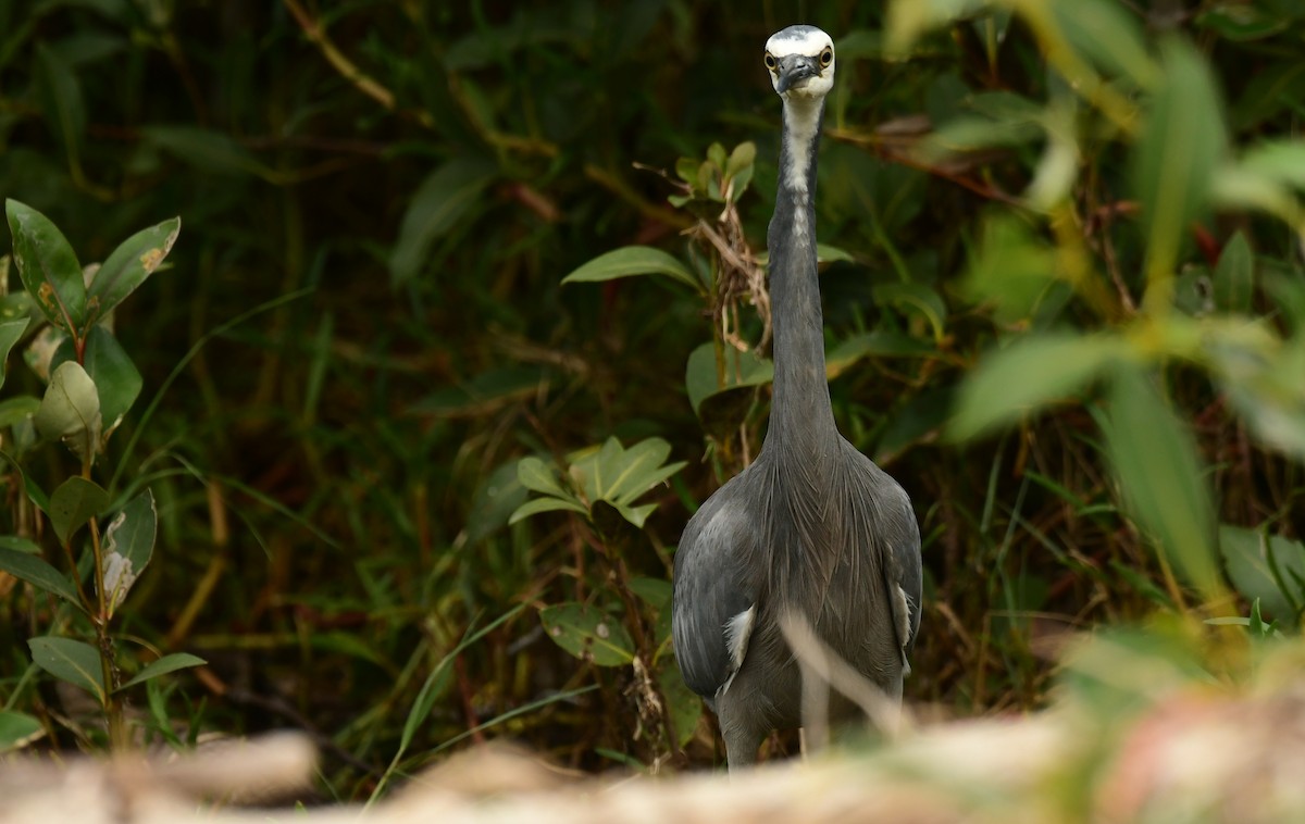 White-faced Heron - ML616991164