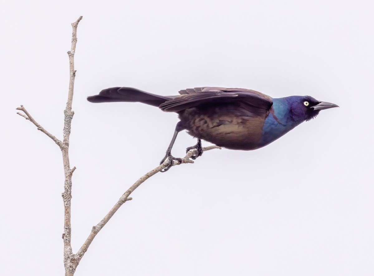 Common Grackle - ML616991166