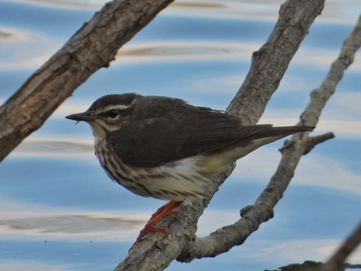 Louisiana Waterthrush - ML616991188