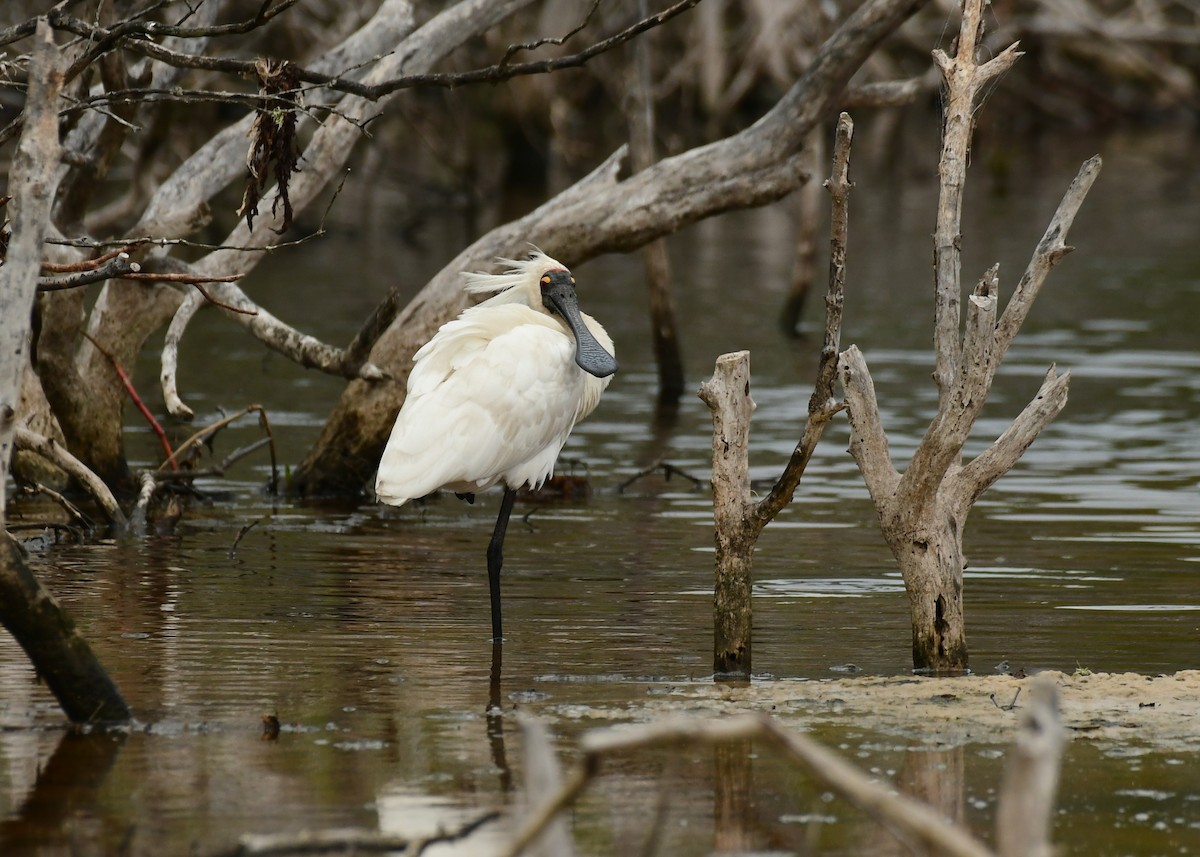 Royal Spoonbill - ML616991208