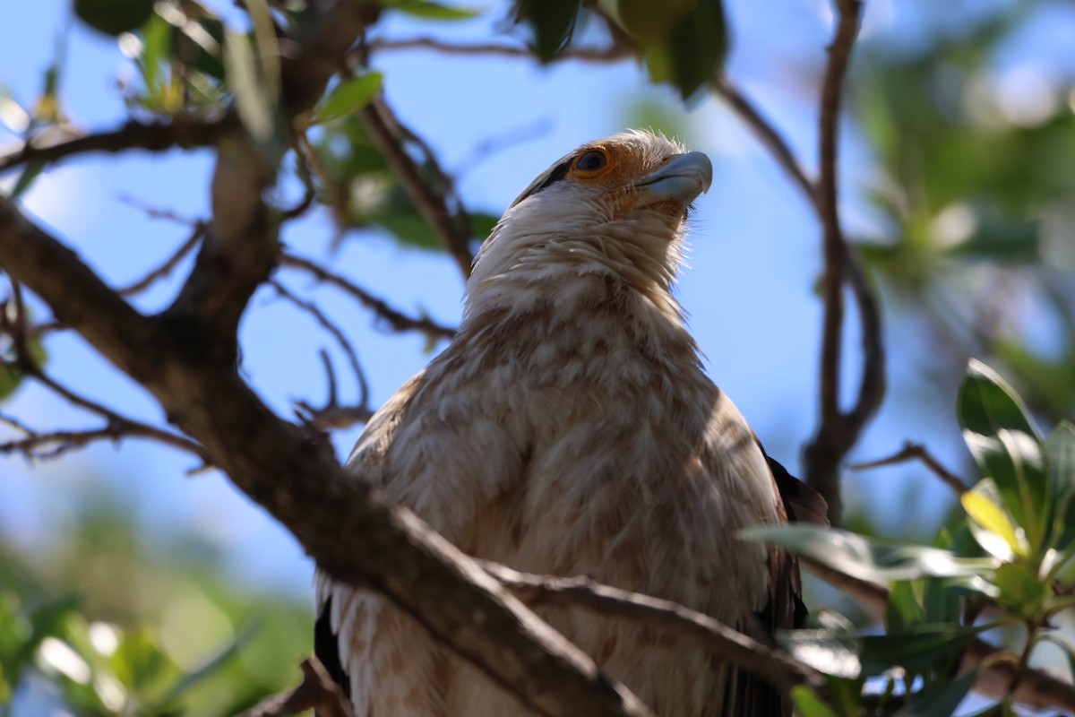 Caracara à tête jaune - ML616991216