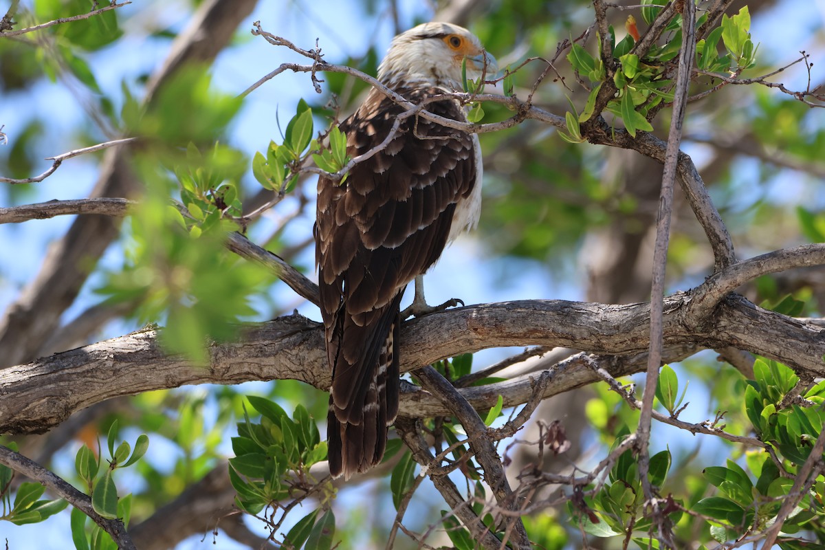 Caracara à tête jaune - ML616991218