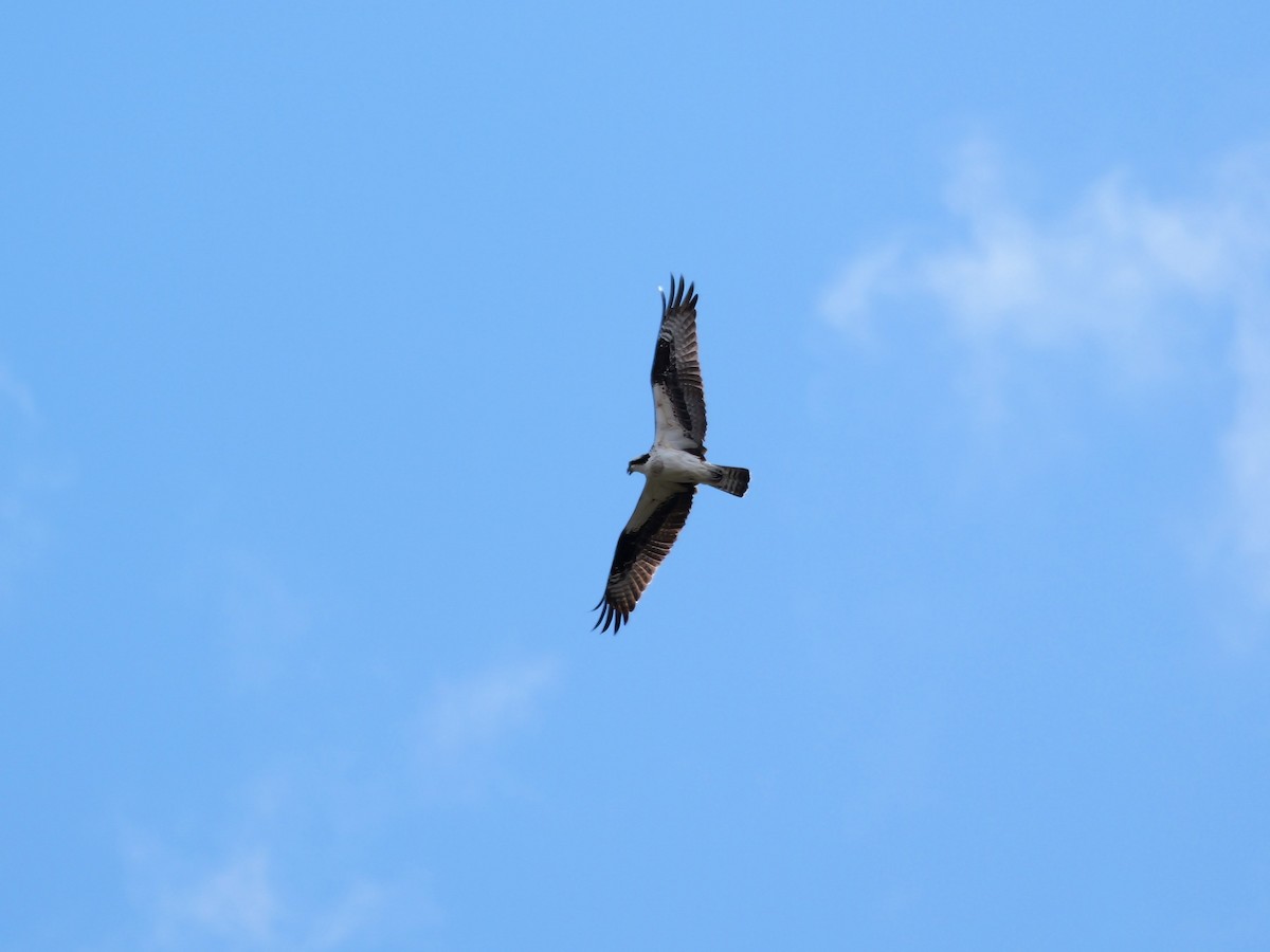 Águila Pescadora - ML616991220