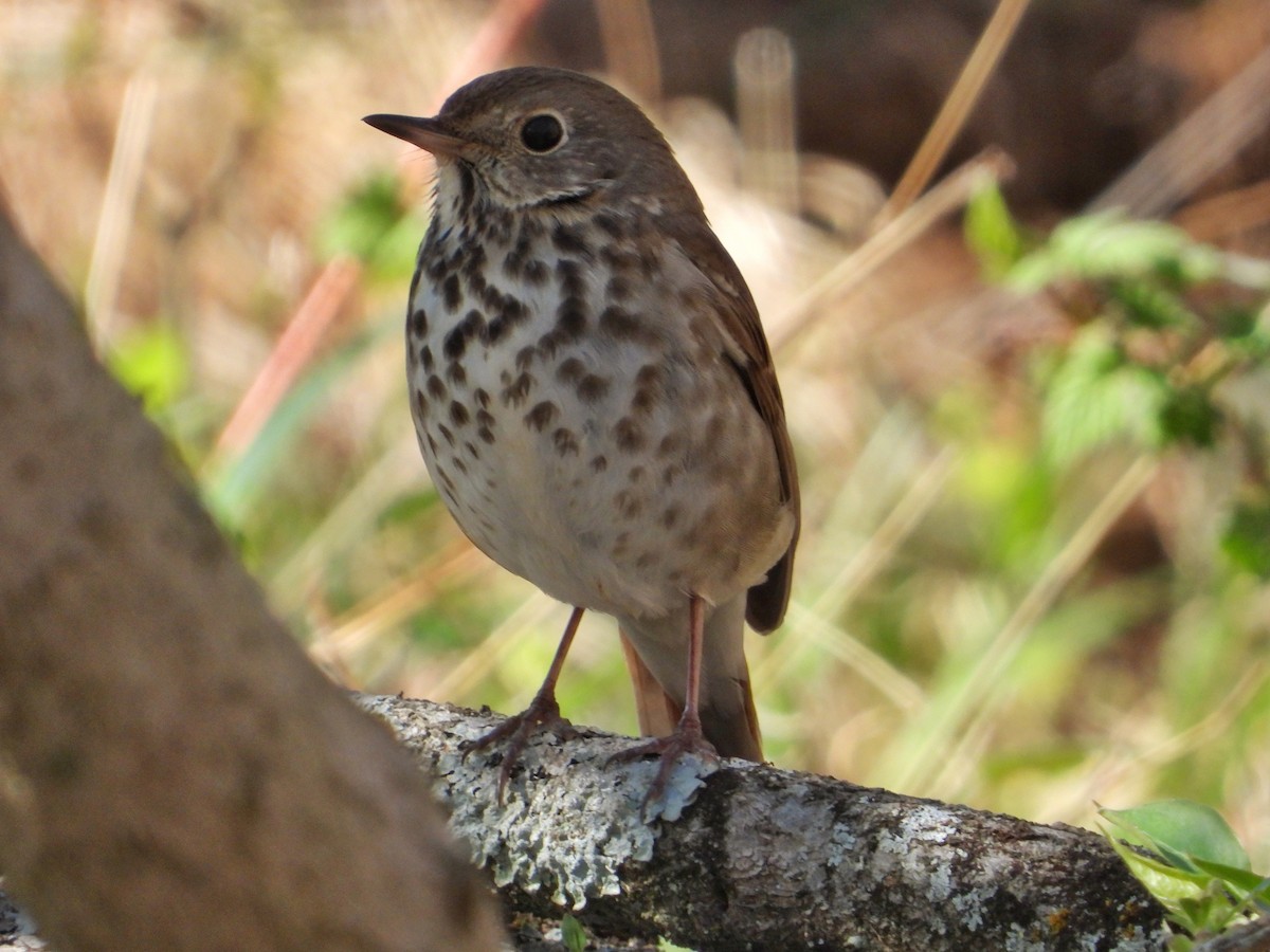 Hermit Thrush - ML616991307