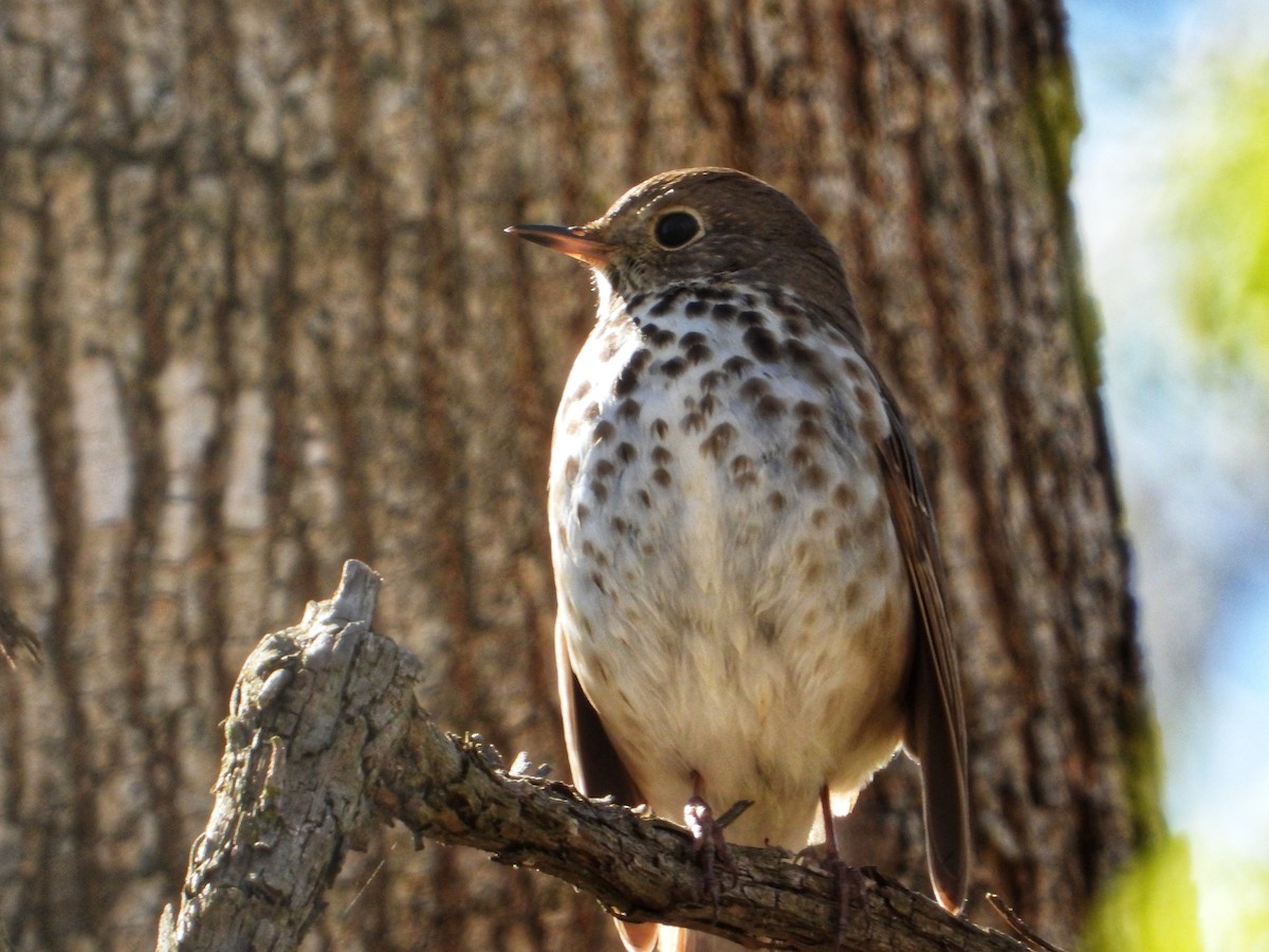 Hermit Thrush - ML616991308