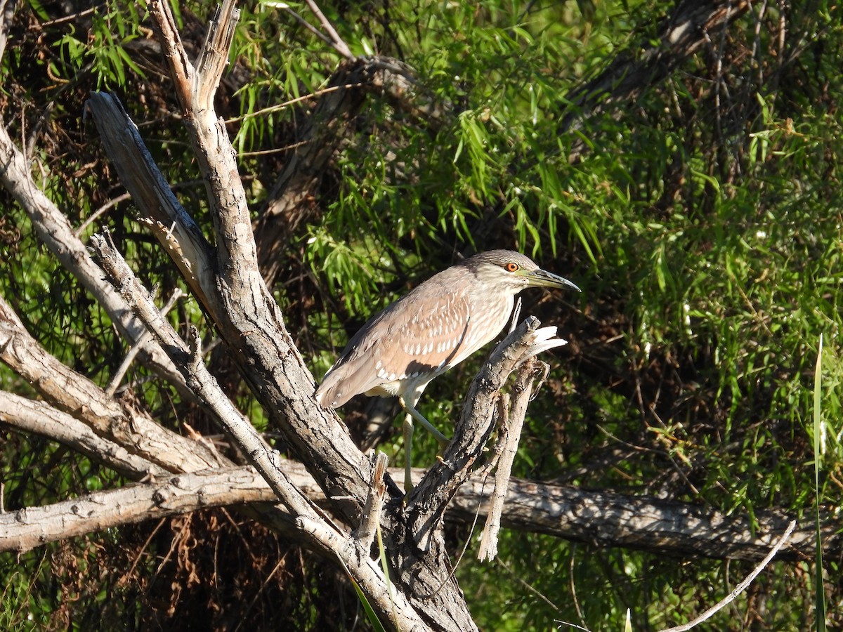 Black-crowned Night Heron - ML616991312