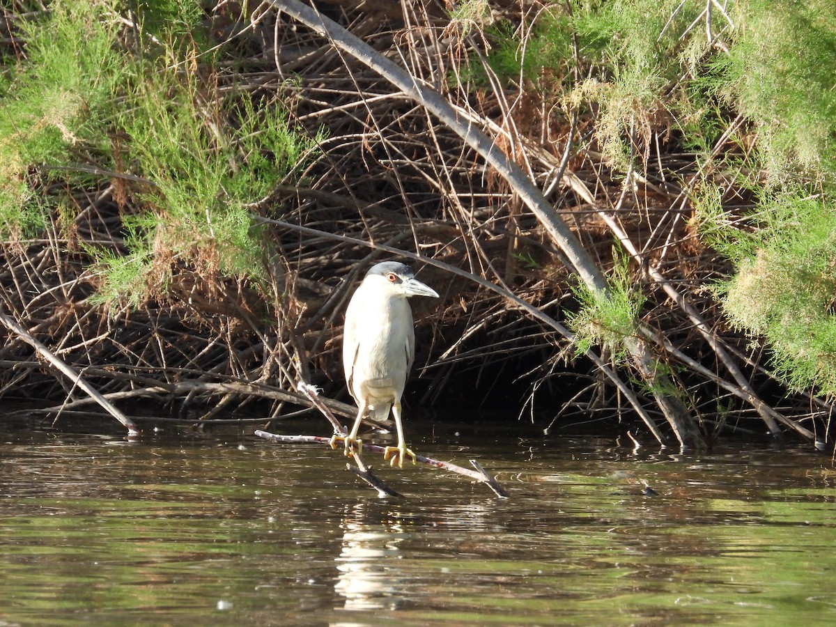 Black-crowned Night Heron - Mark Selle