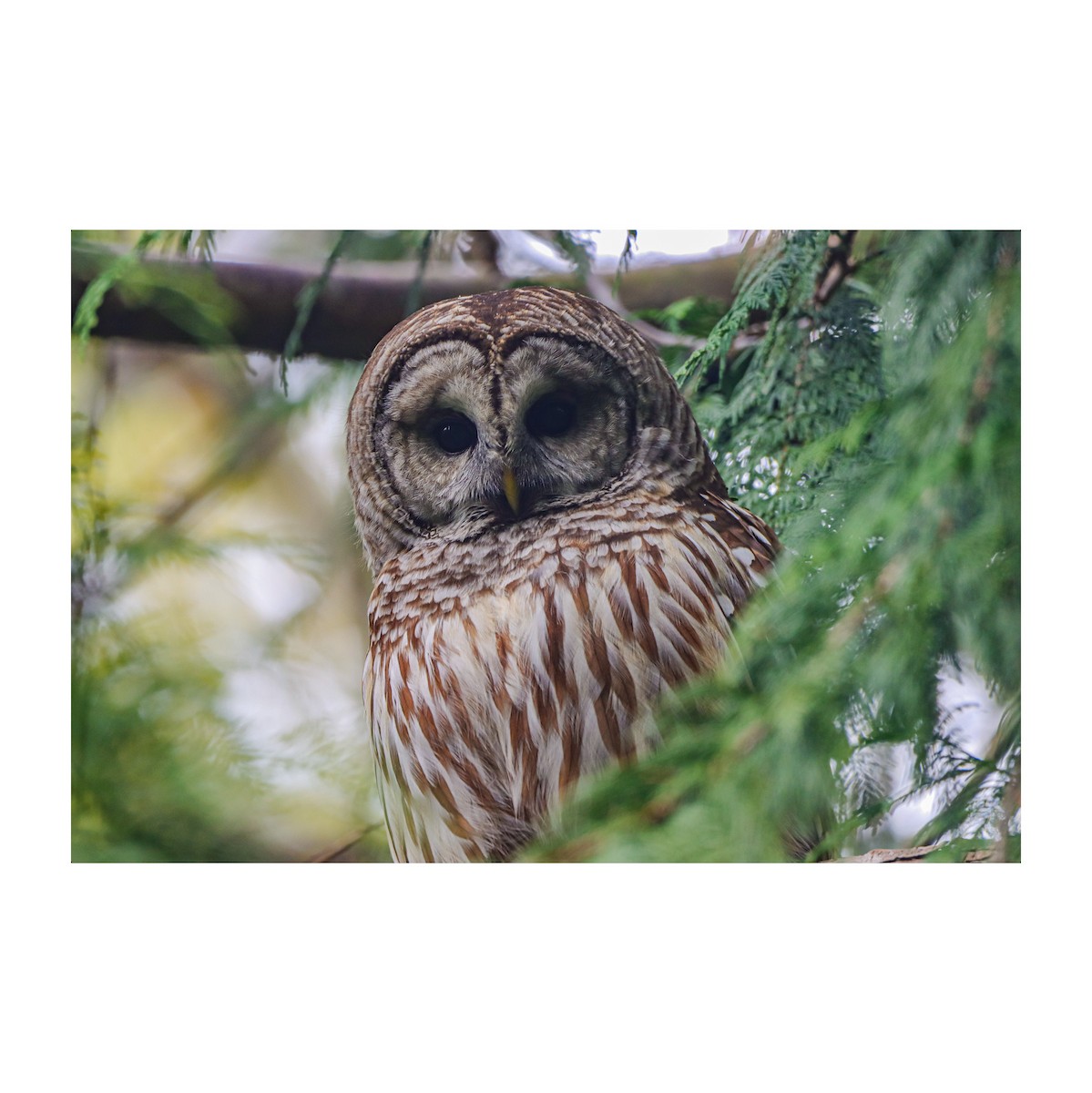 Barred Owl - ML616991317